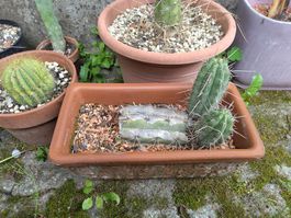 Trichocereus tarmaensis