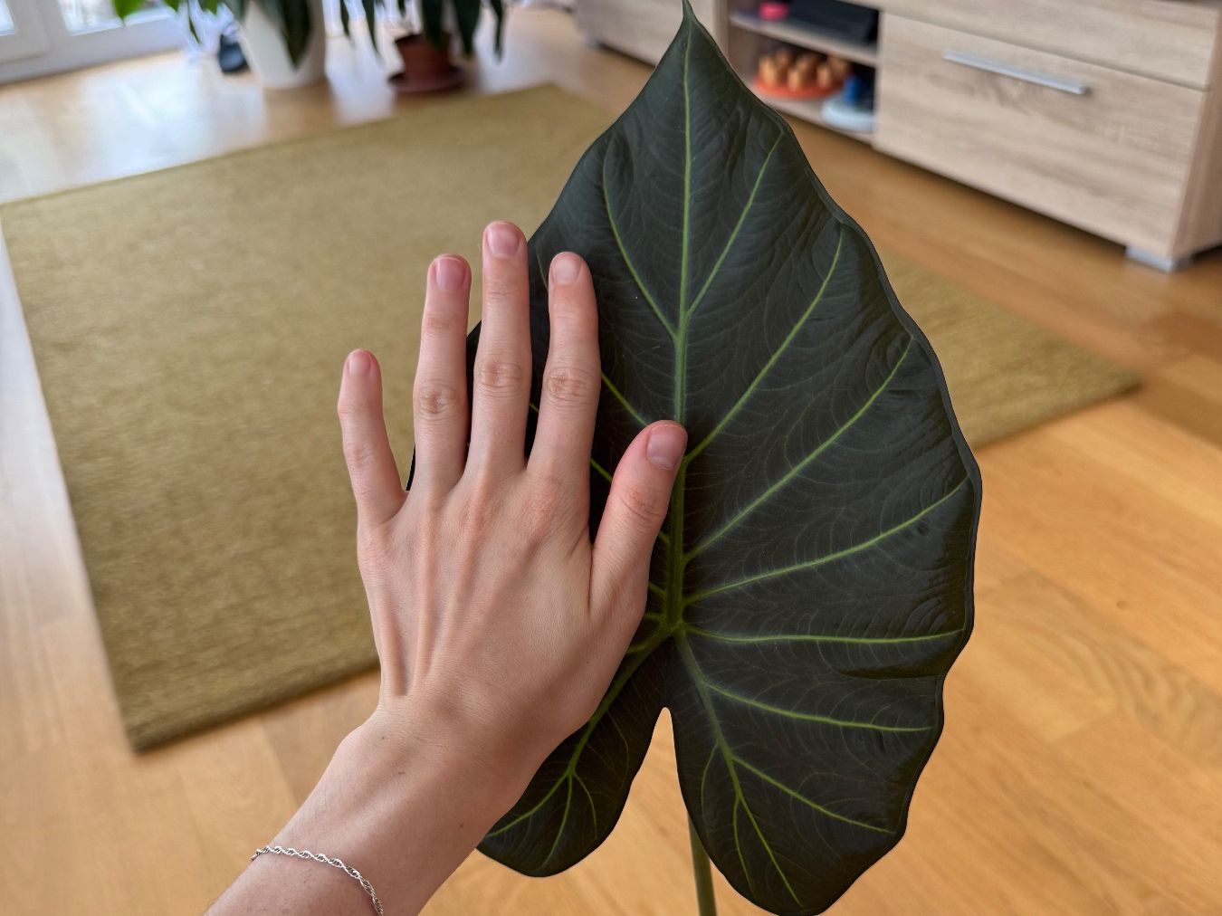 Piante & sementi: Alocasia Regal Shield Rhizom – Usato da Goldau venduto da pflanzly 3