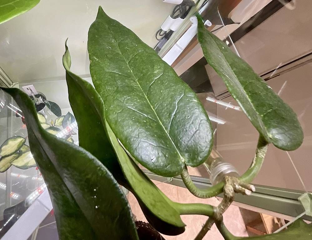 Piante & sementi: Hoya kaimuki – Nuovo e nell'imballaggio originale da Schönholzerswilen venduto da Leavylounge 1