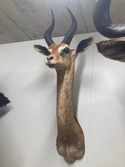 Il mondo degli animali: Giraffenantilope – Usato da Pfaffnau venduto da Yoka0