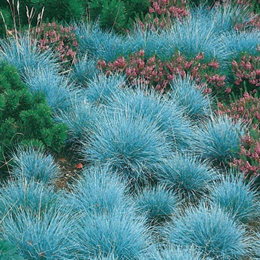 Piante & sementi: Fétuque bleue ELIJAH  2 PLANTS – Nuovo (secondo la descrizione) da Bremblens venduto da FIBONACCI369