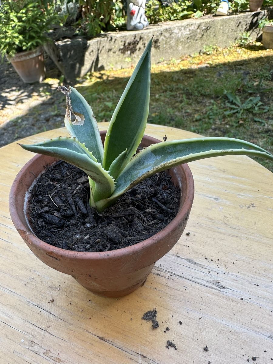 Piante & sementi: Agave 8 cm hoch – Usato da Ottikon venduto da lo99 1