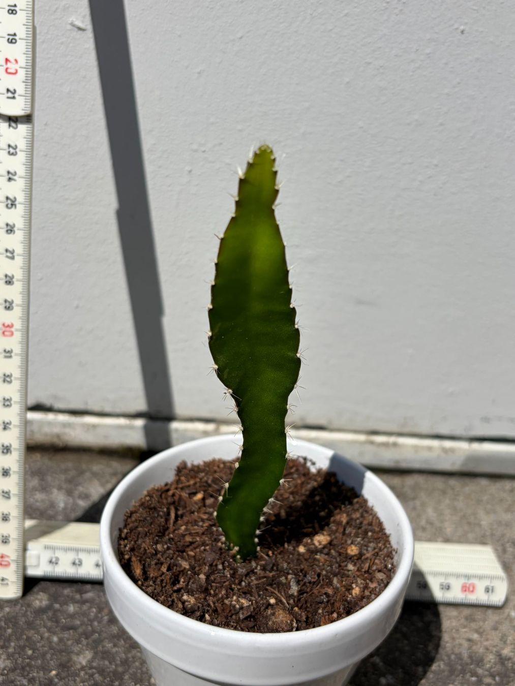 Piante & sementi: Drachenfrucht-Pflanzen, (rotfleischige Drachenfrucht) – Usato da Boll venduto da NRie 2