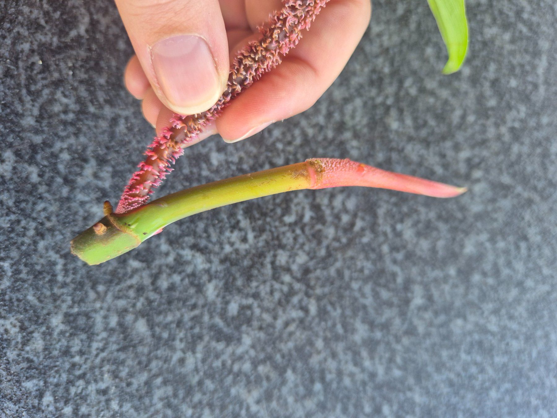 Piante & sementi: Philodendron Squamiferum Kopfsteckling – Usato da Urtenen-Schönbühl venduto da Pflanzenherberge 1