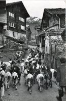 Leukerbad  VS   -   Auszug der Ziegen       um 1962