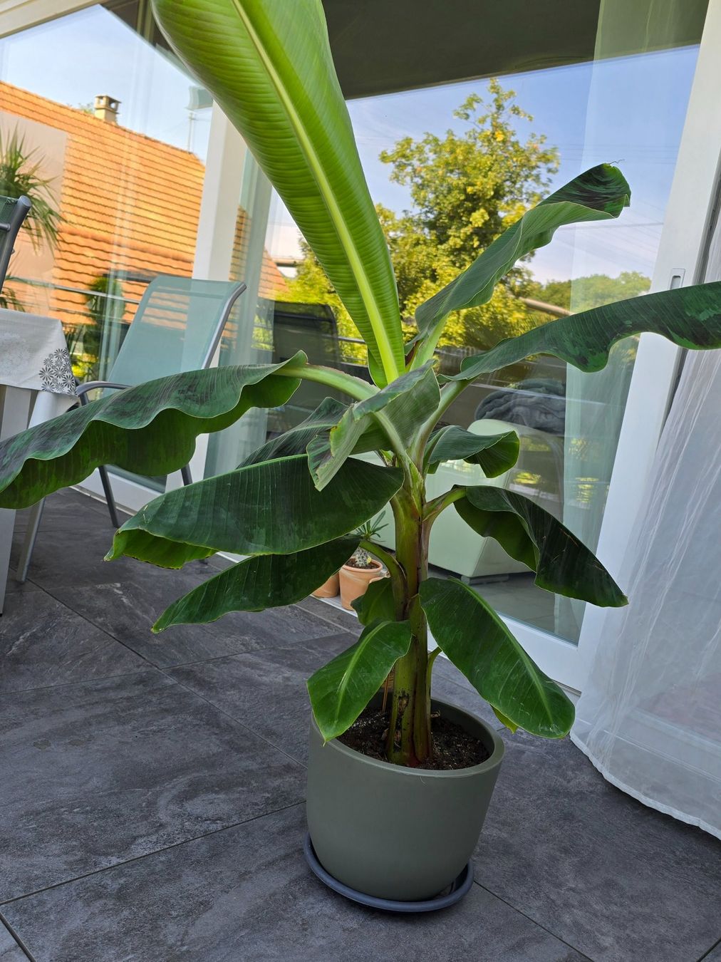 Piante & sementi: Wunderschöne Zimmerbanane (Musa) – Nuovo (secondo la descrizione) da Aarburg venduto da Glitzerschein 5