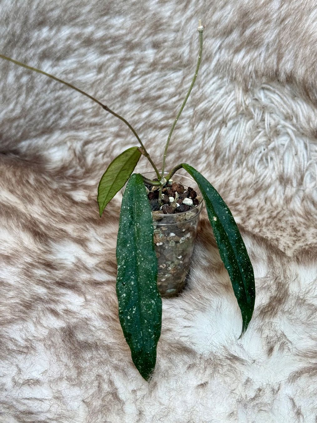 Piante & sementi: Hoya scortechinii pink flower – Nuovo (secondo la descrizione) da Bachenbülach venduto da ilawega