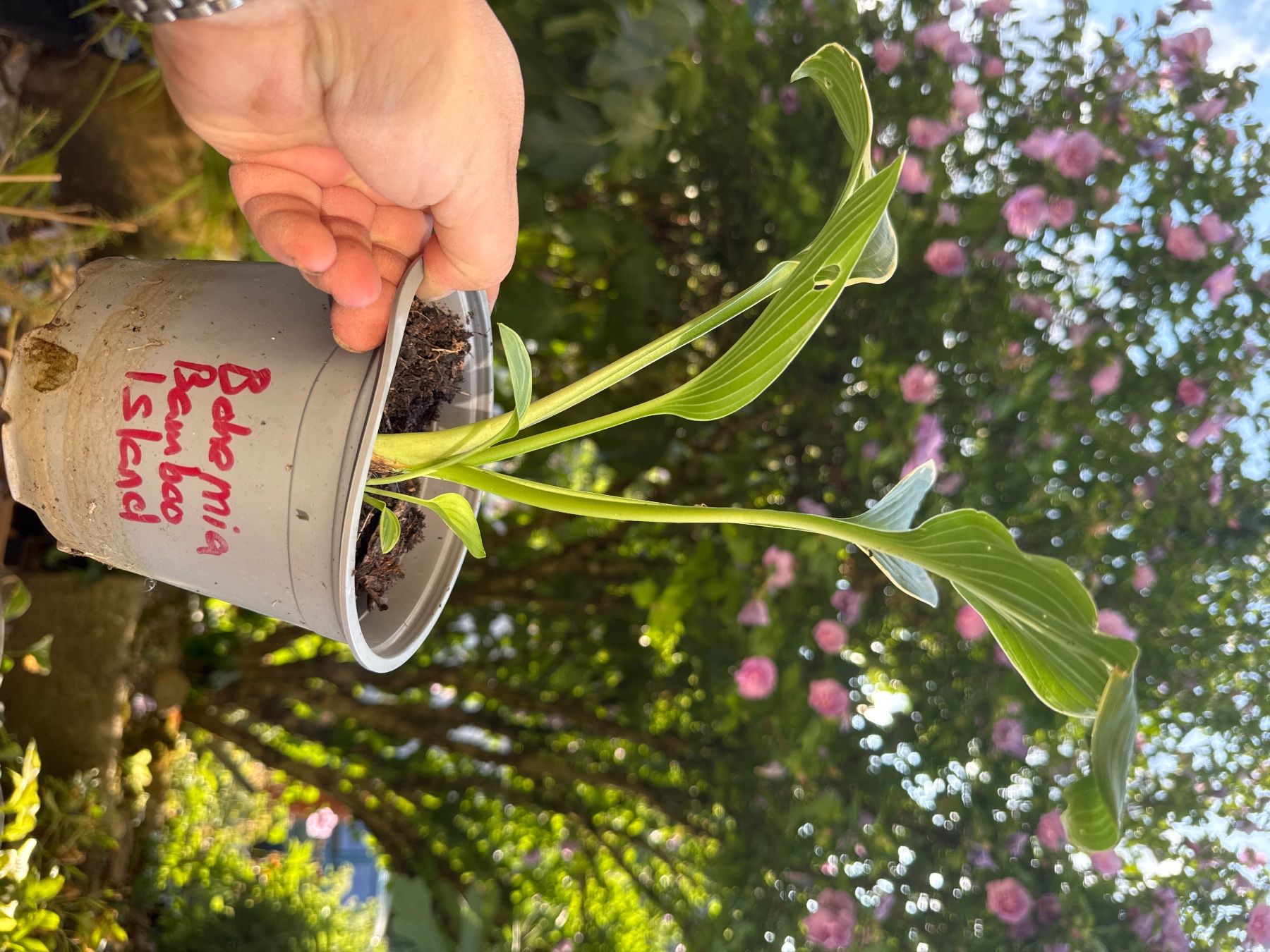 Pflanzen & Samen: Hosta Bohemia Bamboo Island – Gebraucht aus Lajoux JU von Briard0