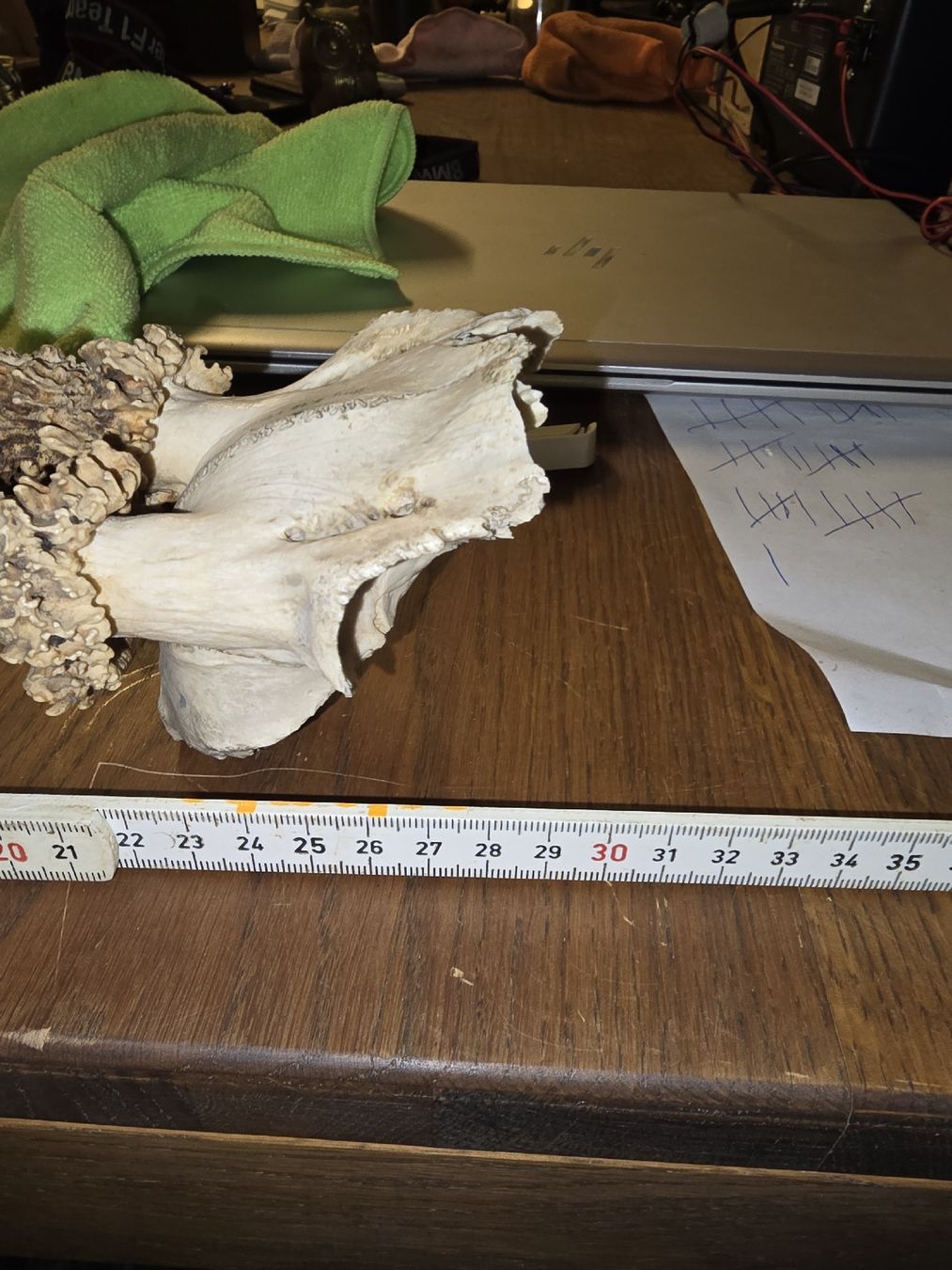 Altre raccolte & rarità: Hirschgeweih, Rehgeweih Jagdtrophäe (S1) – Usato da Rorschach venduto da TimelessTrading 3