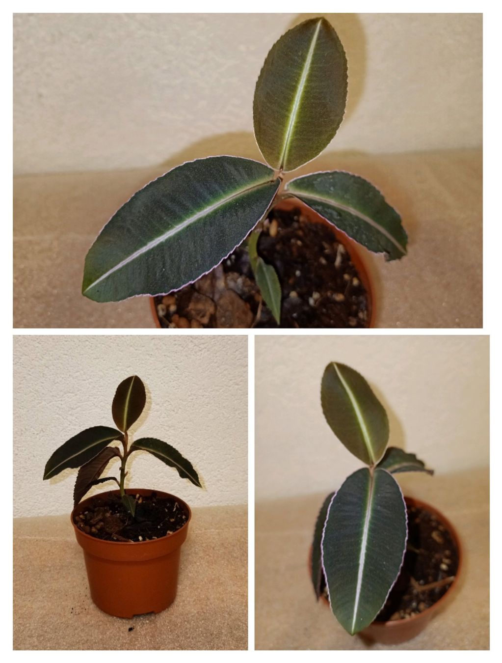 Piante & sementi: Labisia Pumila " Pink" – Nuovo (secondo la descrizione) da schöftland venduto da UniquePlants
