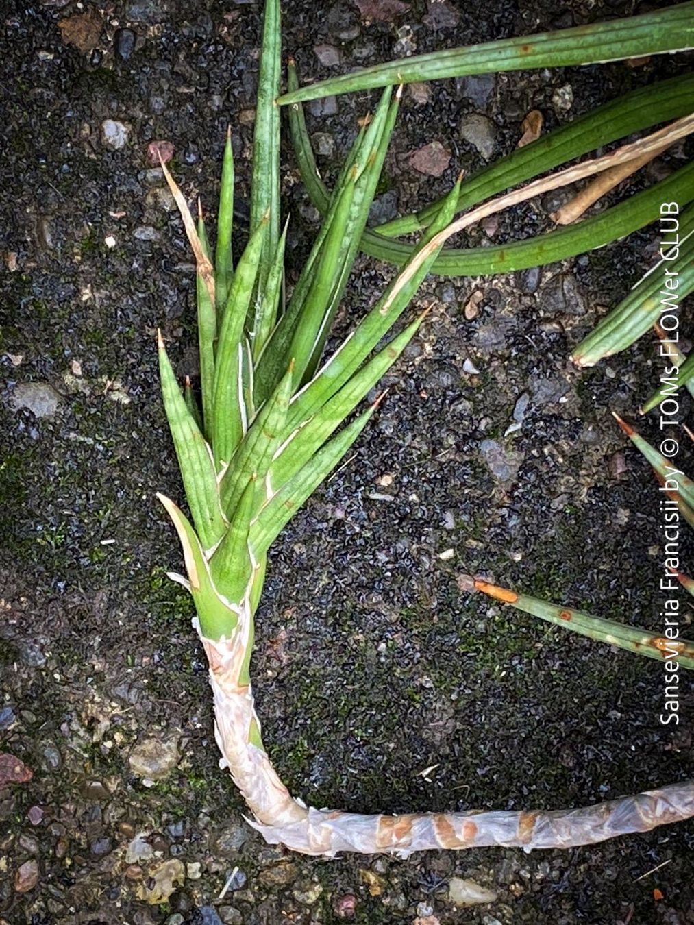 Pflanzen & Samen: Sansevieria Francisii - einzigartig schön - oder? – Neu und originalverpackt aus Adliswil von astom369 3
