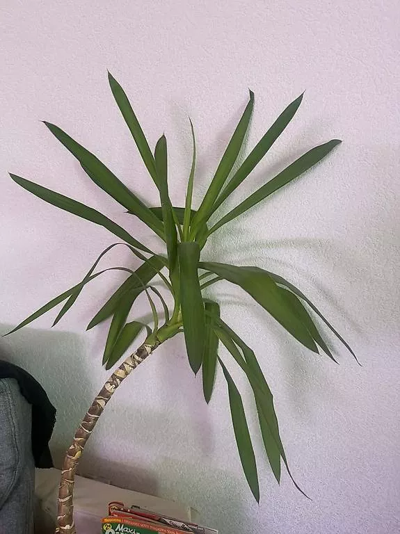 Piante & sementi: Yucca robuste – Usato da torgon venduto da gucci39 1