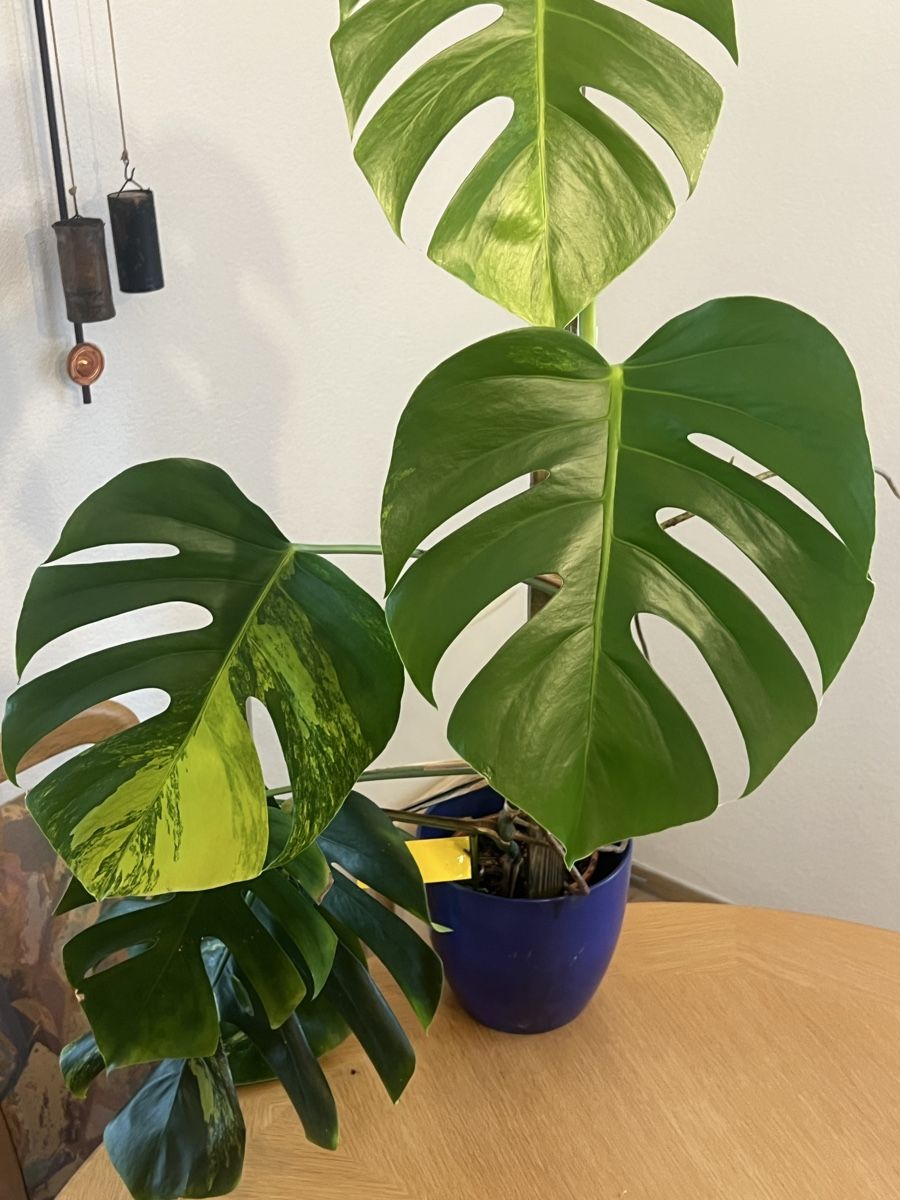 Piante & sementi: Farbige Monstera Variegata aurea – Usato da Oftringen venduto da Ramsesundosiris 1
