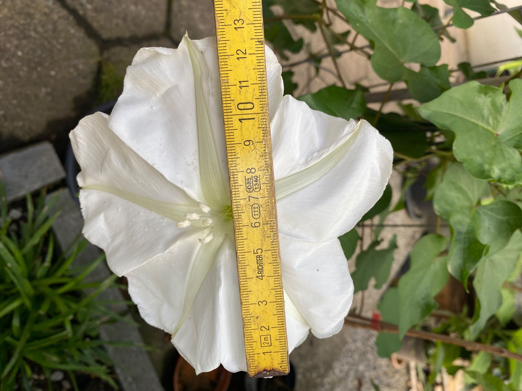 Pflanzen & Samen: Sommerblumen Mix 8 Pflanzen – Gebraucht aus seon von Agnom 2