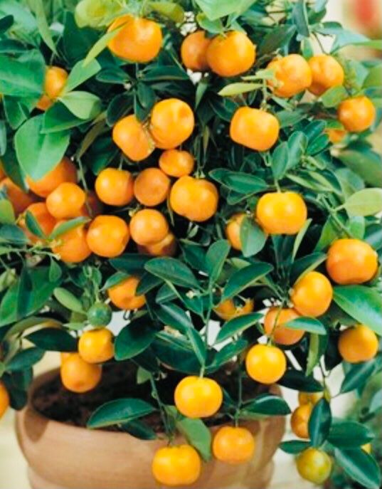Pflanzen & Samen: Ab 5.- fr 5 Samen Kalamondin CITROFORTUNELLA MICROCARPA= – Neu und originalverpackt aus Rovio von POSITIFFARTandPLANTS 7