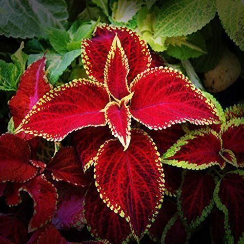 Plantes & graines: Coleus arc-en-ciel 60g – Neuf (Voir description) à Bremblens par FIBONACCI369 3