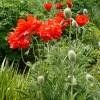 Piante & sementi: Coquelicot géant rouge  2 PLANTS PAVOT D'ORIENT – Nuovo (secondo la descrizione) da Bremblens venduto da FIBONACCI369 1