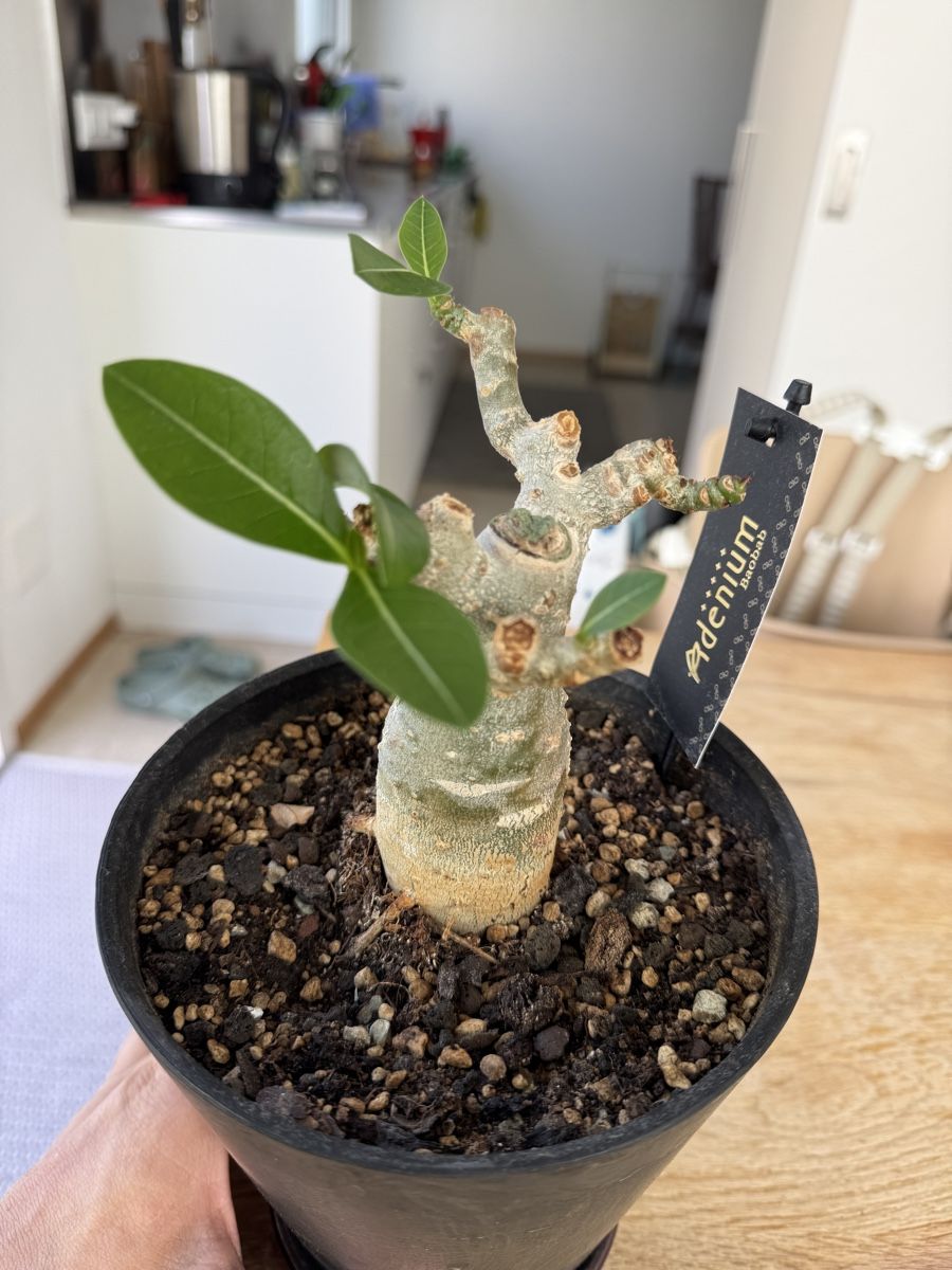 Wstenrose - Exotische Schnheit fr Ihr Zuhause!  (Gebraucht) in Brugg  AG fr CHF 15  nur Abholung auf Ricardo kaufen