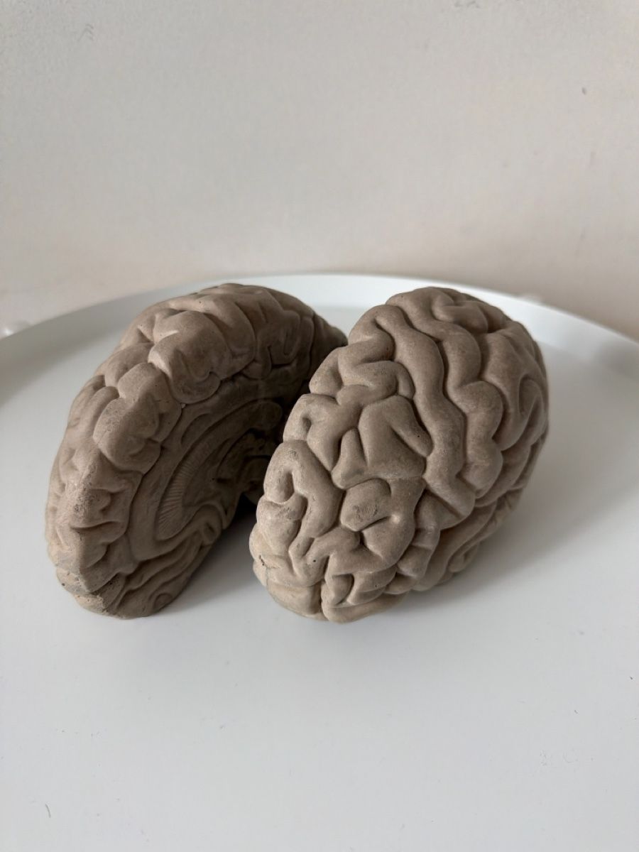 Altro in Decorazioni & Accessori: Concrete anatomical brain bookends – Nuovo (secondo la descrizione) da Zürich venduto da car_nq52 1