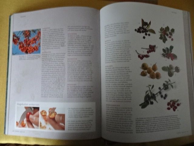 Libri: VEGETARISCH von Teubner – Nuovo (secondo la descrizione) da Oberweningen venduto da Gerini 2