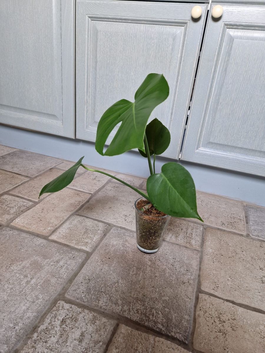 Pflanzen & Samen: Monstera Deliciosa 🪴 – Gebraucht aus Menziken von Ines.Coelho 6