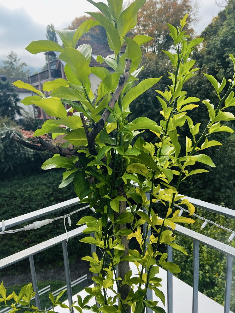 Piante & sementi: Zitronen und Mandarinen Baum  – Usato da Rorschach venduto da lvi_p29s 1