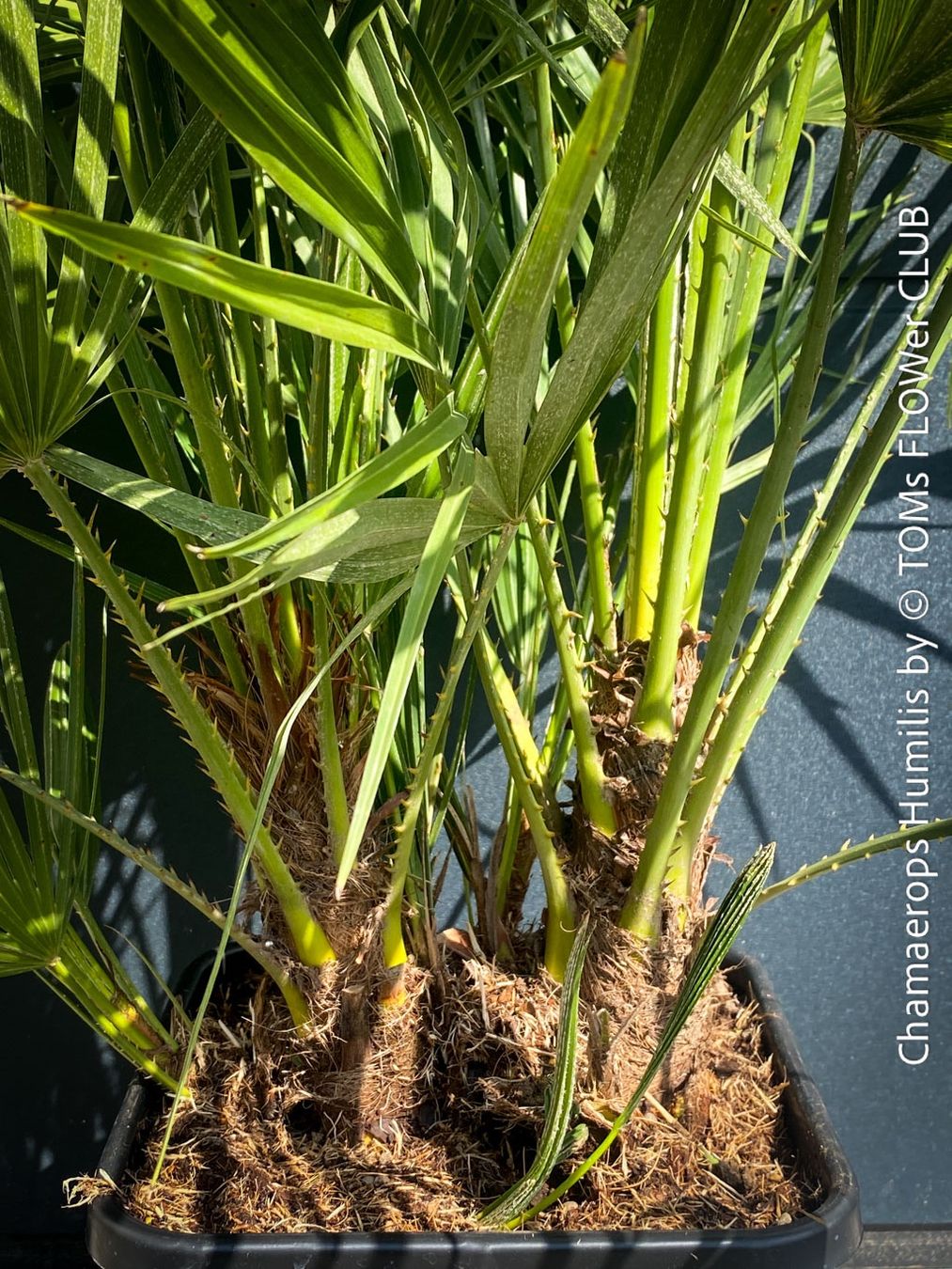 Piante & sementi: Chamaerops Humilis - fürs Haus oder Garten - robuste Palme – Nuovo e nell'imballaggio originale da Adliswil venduto da astom369 4