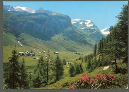 AK color Fextal GR Oberengadin,Alpenrosen, Bergbäche ≈ 1980 