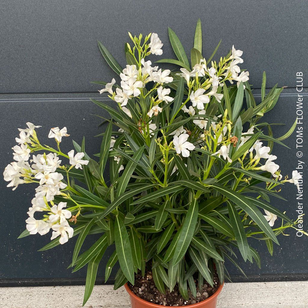 Piante & sementi: Nerium Oleander mediterrane Blütenpracht in weiss oder rosa – Nuovo e nell'imballaggio originale da Adliswil venduto da TAKEYOURPLANT 3