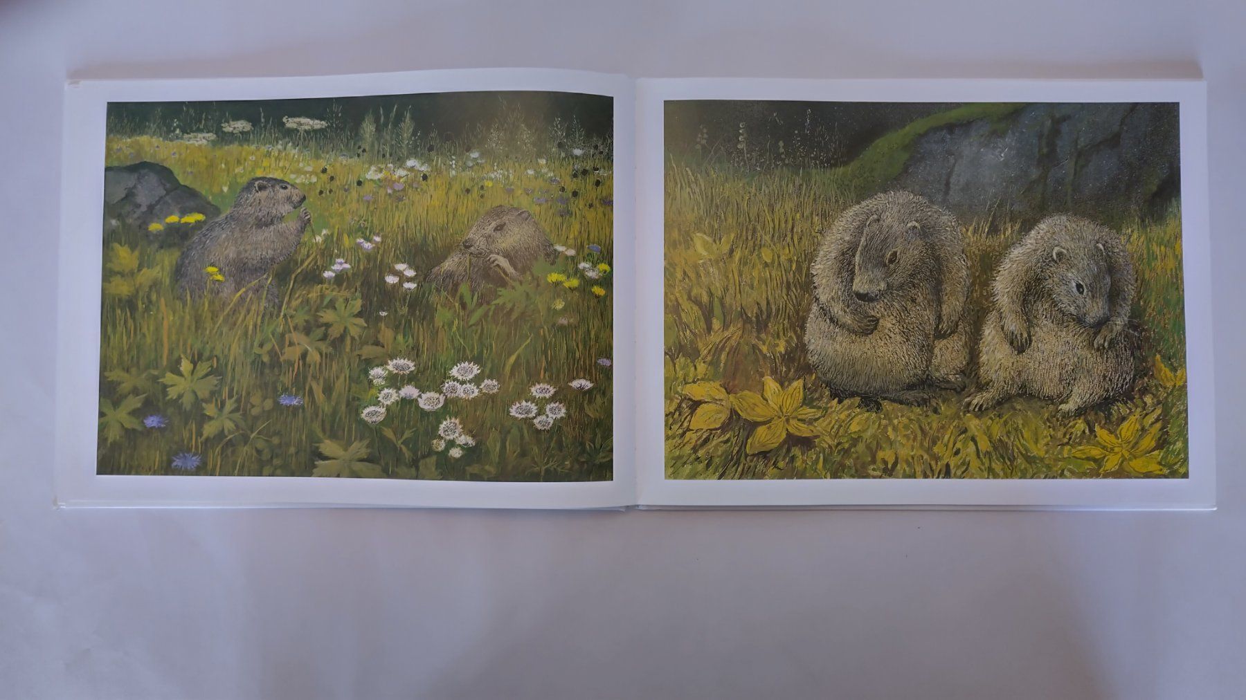 Libri: Peter Bergmann - Meine Murmeltier - Kinder / Bilderbuch – Usato da Bellach venduto da JingleJerry 7