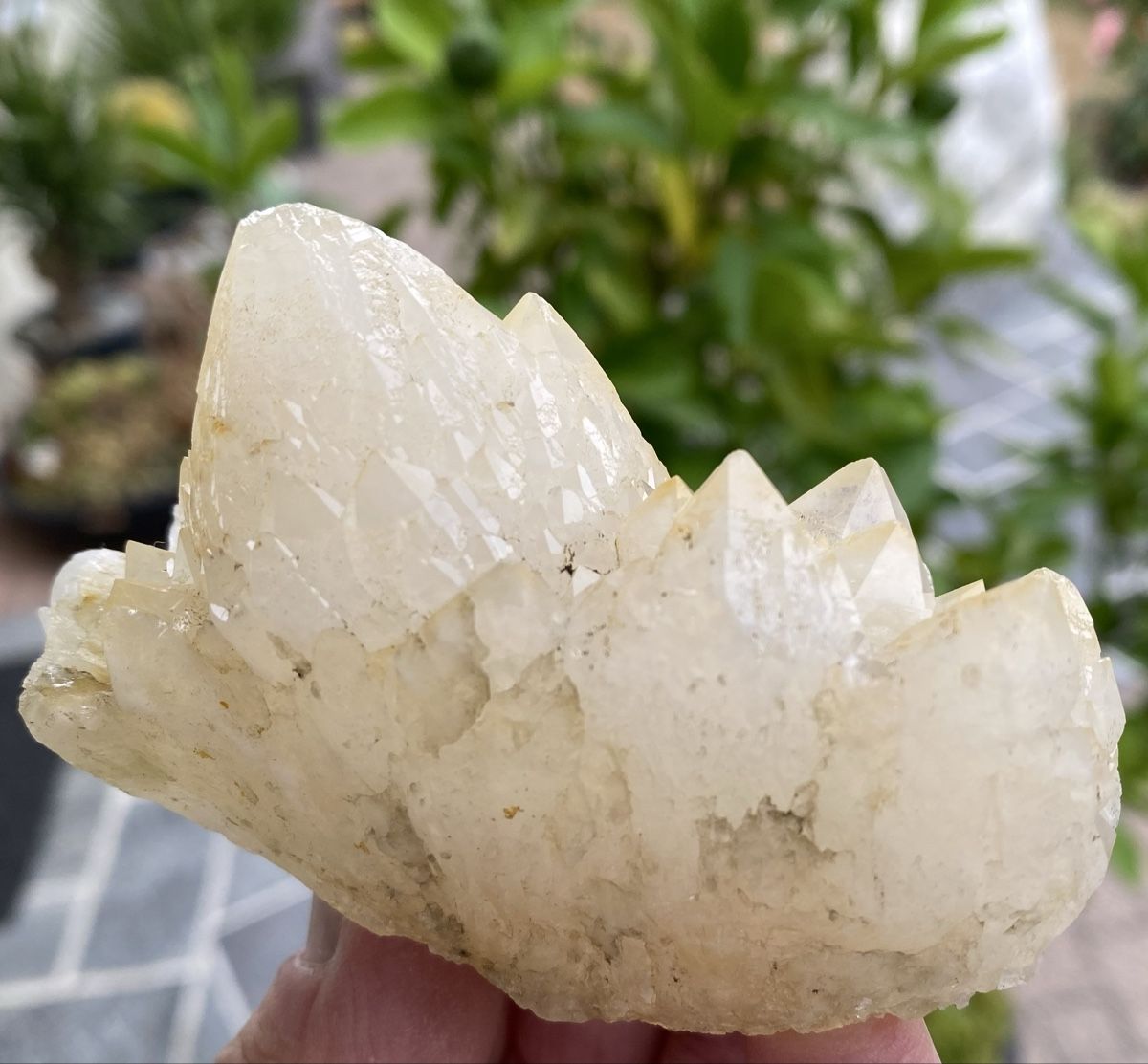 Mineralien & Heilsteine: Schöner Kaktusquarz – Gebraucht aus Selzach von 321compac 5
