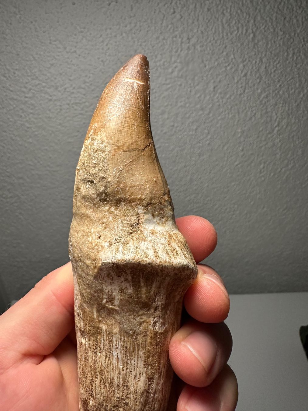 Fossili: Grosser Mosasaurus Zahn inkl. Wurzel – Usato da Lutzenberg venduto da CS65 5