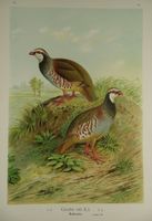 ROTHUHN, CHROMOLITHOGRAPHIE UM 1900