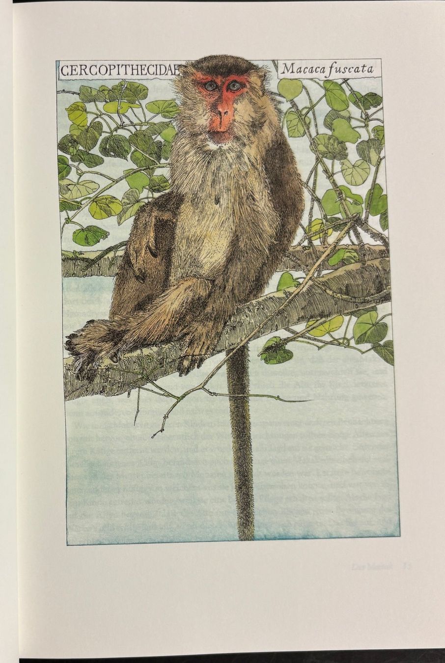 Libri: Brehm Alfred E., Brehms Tierleben - Die schönsten Tiergeschi – Usato da Sarnen venduto da Livres 6