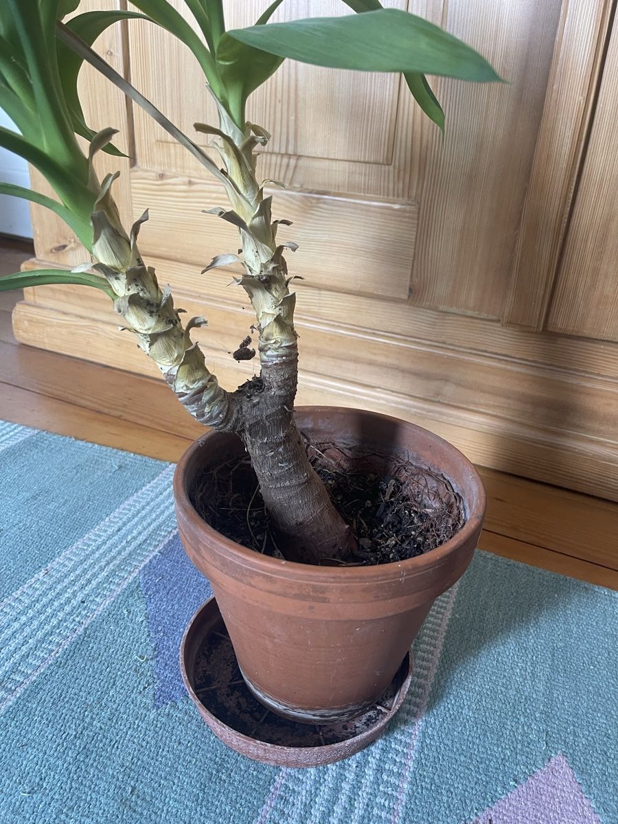 Piante & sementi: Yucca-Palme im Tontopf mit Untersetzer – Usato da Muttenz venduto da murielle4132 2