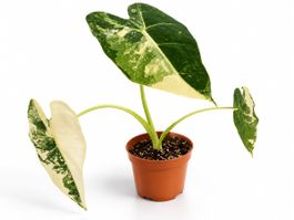 🌿🤍💚 Wunderschöne panaschierte Alocasia🌿💚✨