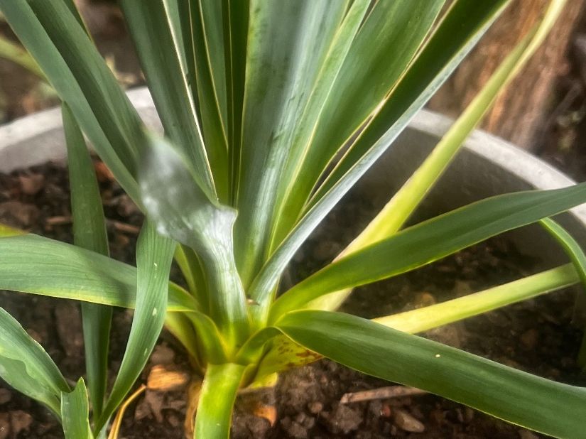 Pflanzen & Samen: YUCCA FLAMENTOSA ca 45 cm – Gebraucht aus Möhlin von mil_h55x 3