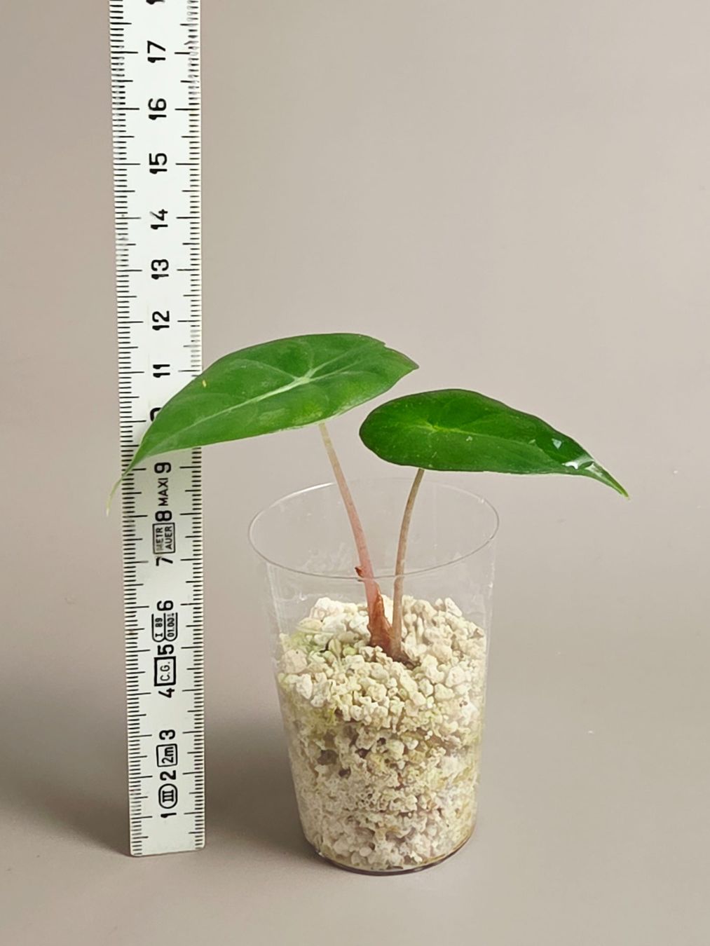 Piante & sementi: Alocasia pink dragon – Nuovo (secondo la descrizione) da Gerolfingen venduto da Azora 2
