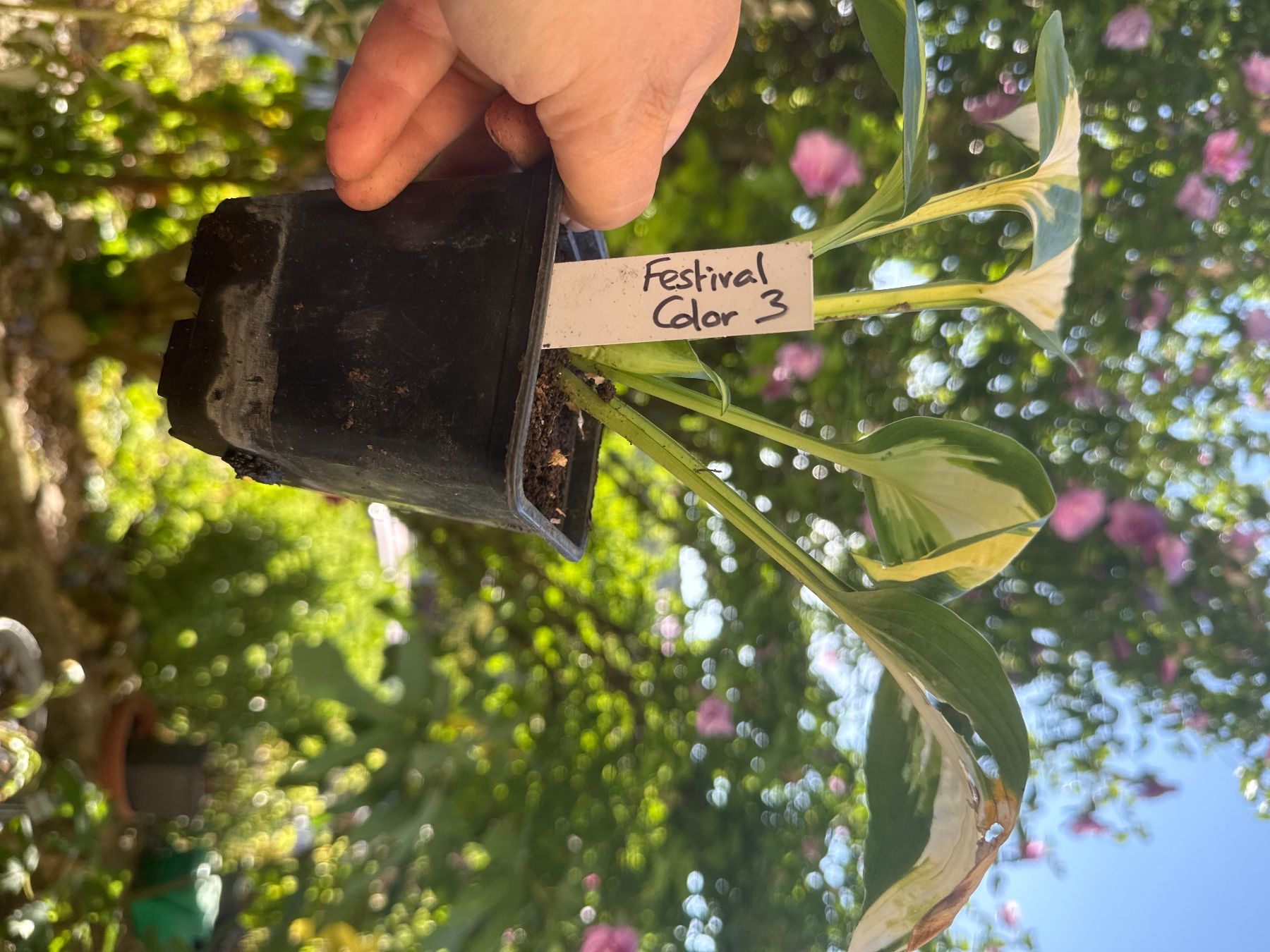 Pflanzen & Samen: Hosta Festival Color 3 – Gebraucht aus Lajoux JU von Briard0