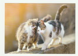 Postkarte Tierärzte im Einsatz Katzen Motiv