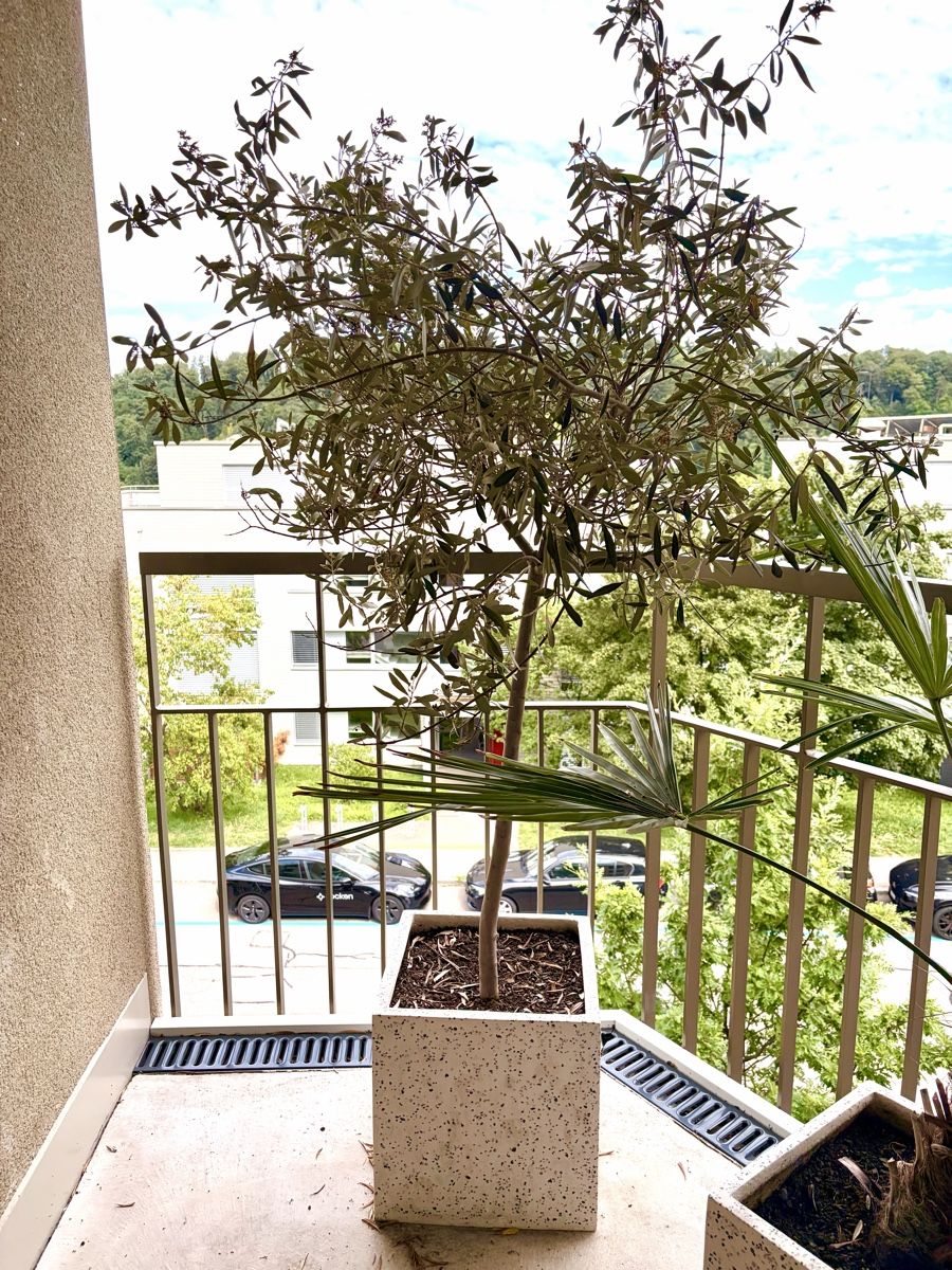 Pflanzen & Samen: Olivenbaum – Gebraucht aus Zürich von Sejla