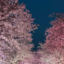 Profile image of Sommer_26
