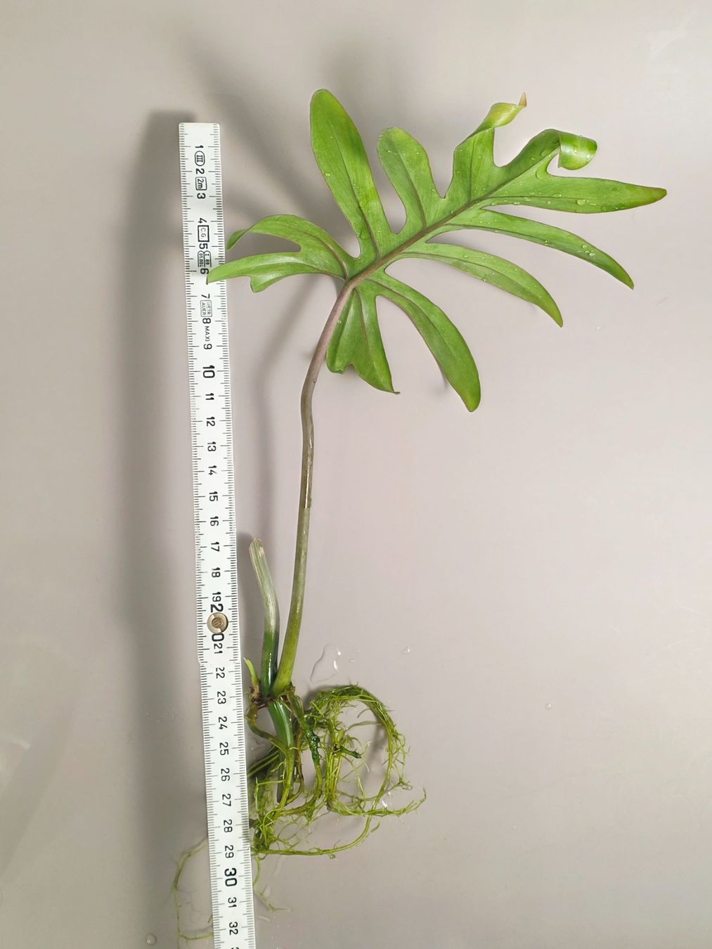 Piante & sementi: Philodendron mayoi Steckling – Nuovo (secondo la descrizione) da Gerolfingen venduto da Azora 1