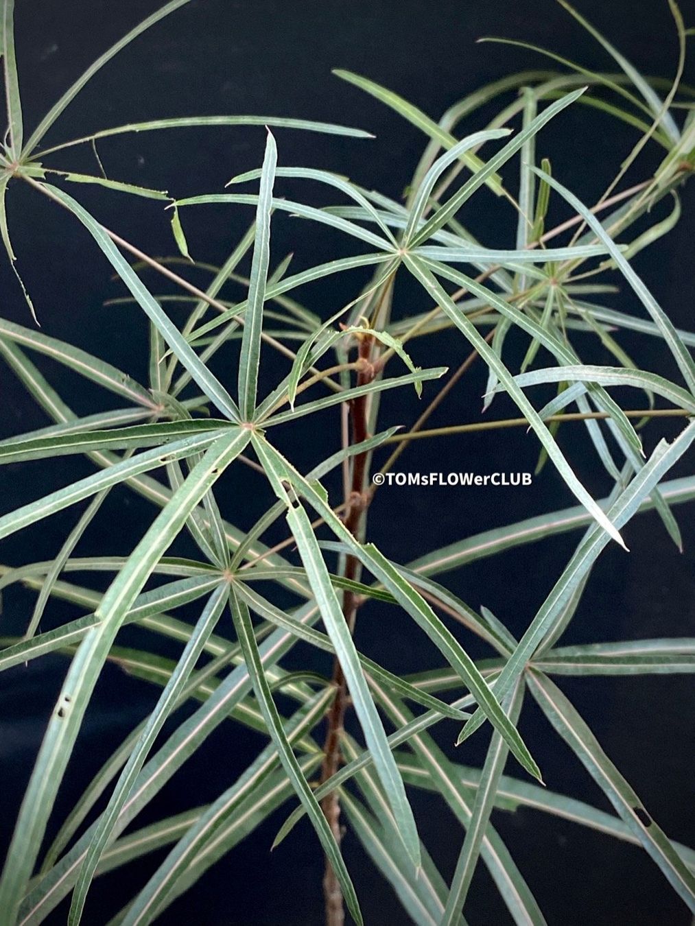 Piante & sementi: Brachychiton Rupestris - australischer Flaschenbaum – Nuovo e nell'imballaggio originale da Adliswil venduto da astom369