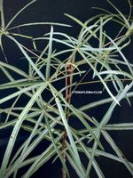Brachychiton Rupestris - australischer Flaschenbaum