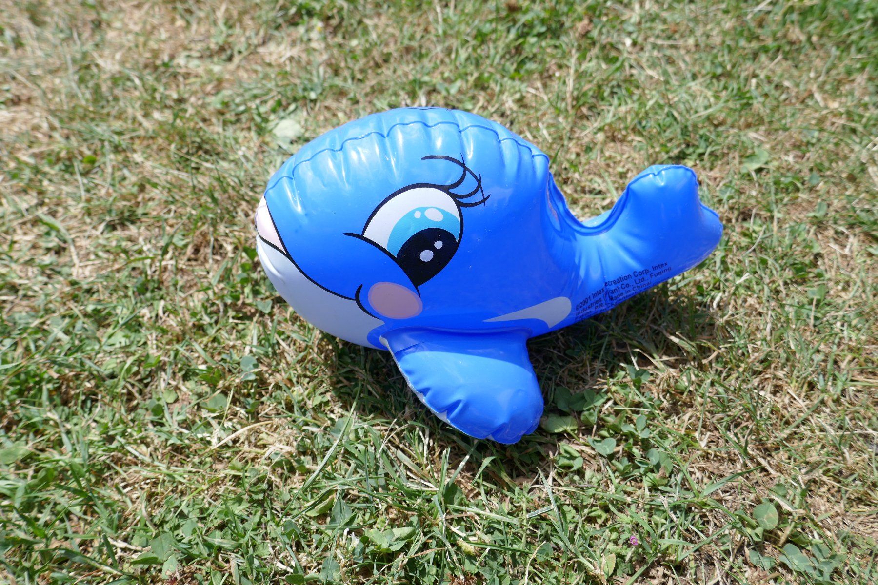 Intex Piscine: Intex Walfisch – Usato da Ballwil venduto da goldi360
