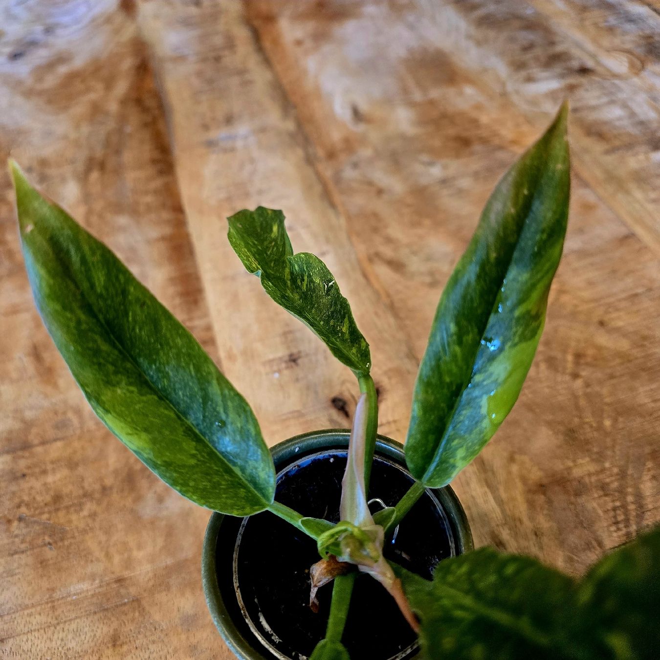 Piante & sementi: 🪴 Philodendron Ring of Fire – Nuovo (secondo la descrizione) da Misery venduto da oas_khk5 1