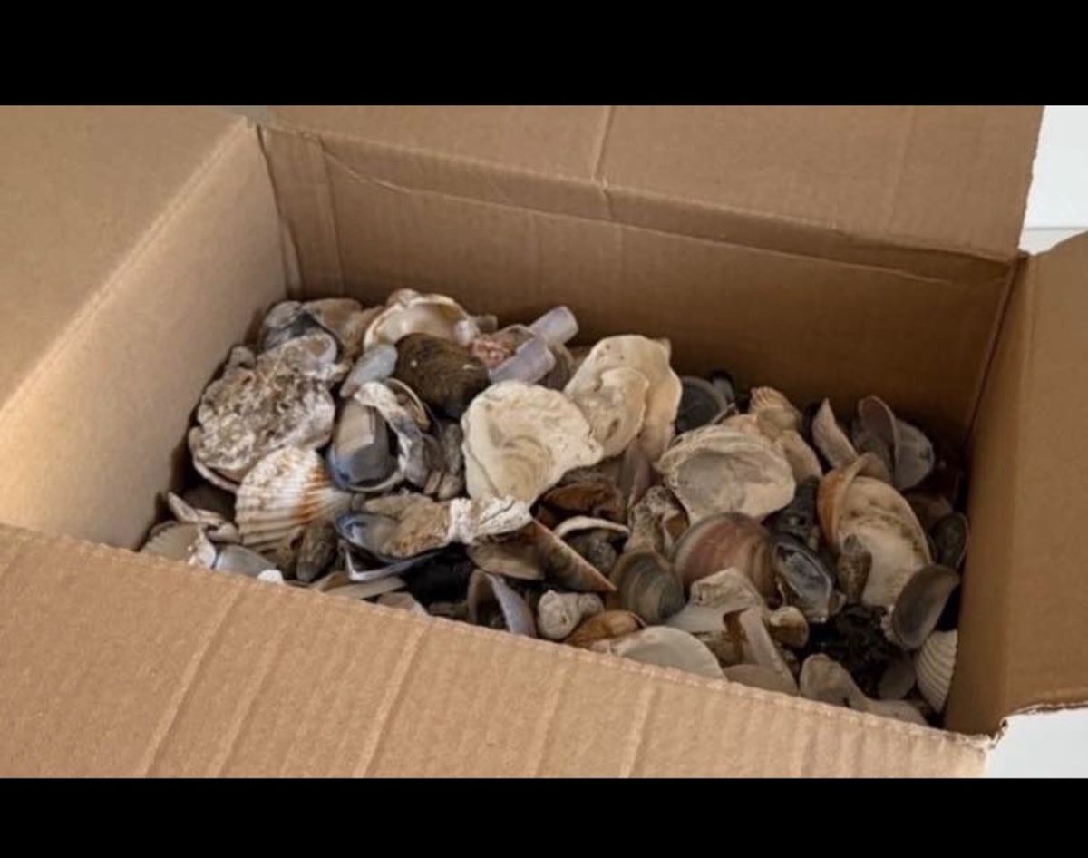 Fossili: Muscheln zum Basteln oder Deko – Nuovo (secondo la descrizione) da Gerlafingen venduto da sternrose