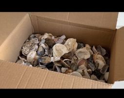 Muscheln zum Basteln oder Deko