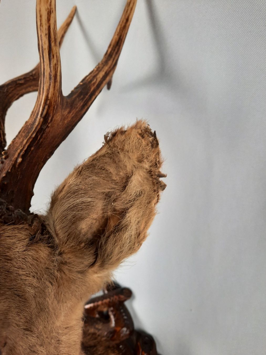 Il mondo degli animali: Prächtige Rehbock-Präparation – Usato da Beinwil am See venduto da Restwert_Beinwil 7